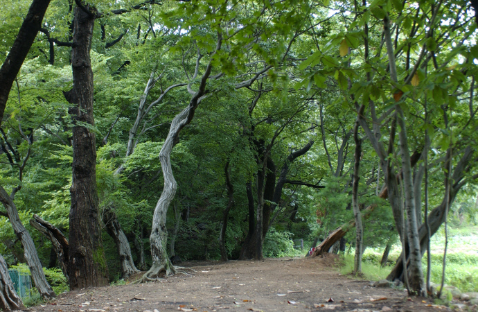 군포 대야동(속달동) 당숲