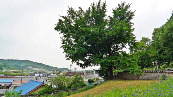 남양향교의 은행나무. 수령이 170년이 넘는다. 유승혜