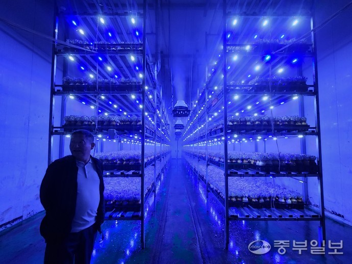 금단농산의 느타리 병 재배 시설 내부 모습. 이보현 기자