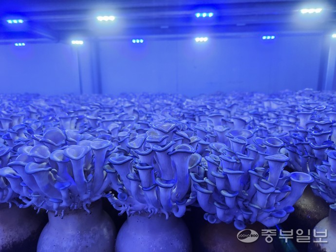 병 재배 방식으로 재배되고 있는 느타리. 사진=이보현 기자