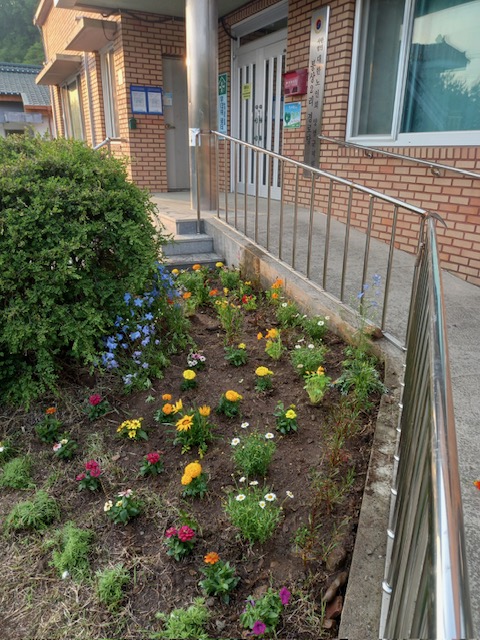 양평군 단월면 주민들이 마을회관 화단에 심은 꽃묘. 사진=양평군