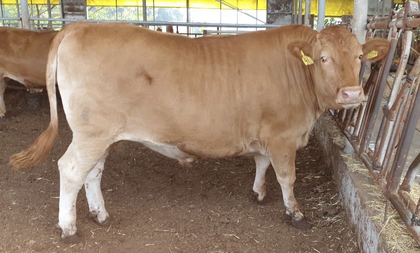 임금님표 이천 슈퍼한우