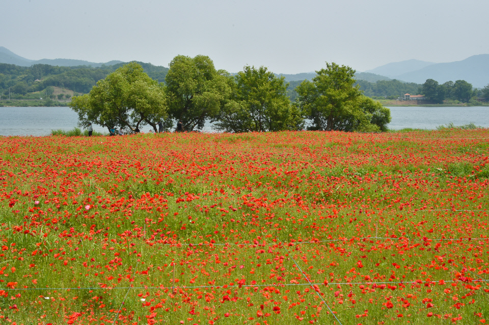 남양주 물의정원 꽃양귀비 초화단지. 사진=남양주시