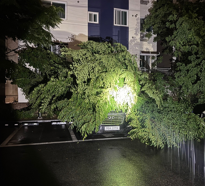 20일 오전 2시 35분께 인천 남동구 간석동의 한 주차장에 밤 사이 내린 폭우로 인해 나무가 쓰러져 있다. 사진=인천소방본부