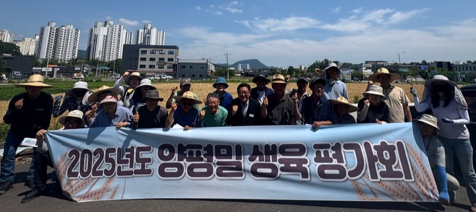 양평군이 밀 파종 시기와 방식에 따른 생육 상황을 공유하는 현장 평가회를 열었다. 사진=양평군