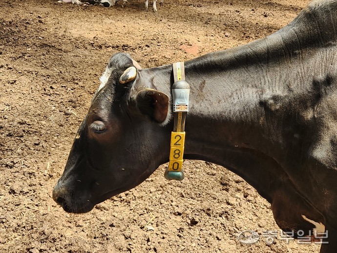 젖소 목에 걸린 발정탐지기. 이보현 기자