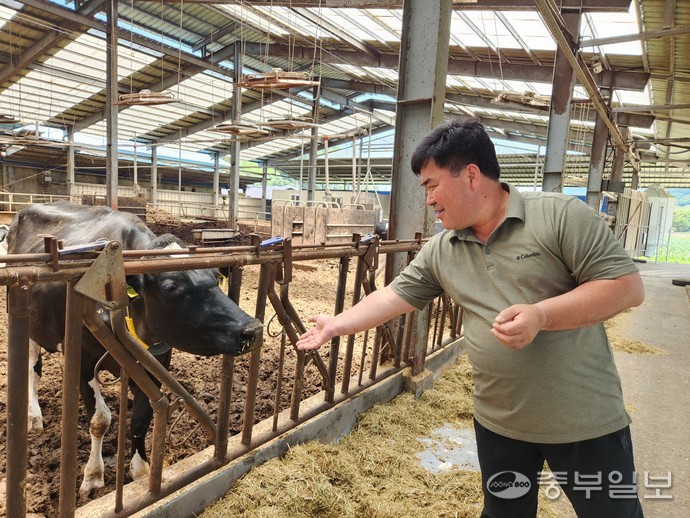 박준승 수미들목장 대표가 젖소에게 손을 내밀고 있다. 이보현 기자