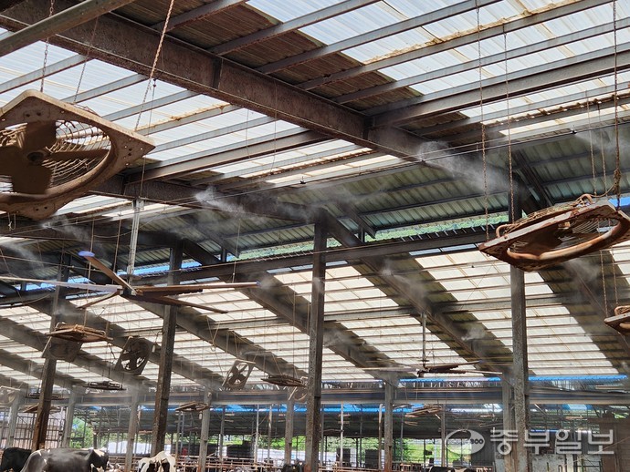 축사 천장에 부착돼 소들의 더위를 내려주는 안개분무기. 이보현 기자