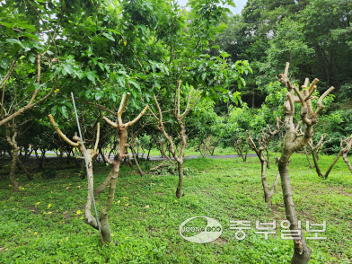 임옥녀 초담초담 대표의 뽕나무밭에 가지치기를 마친 뽕나무들. 이보현 기자