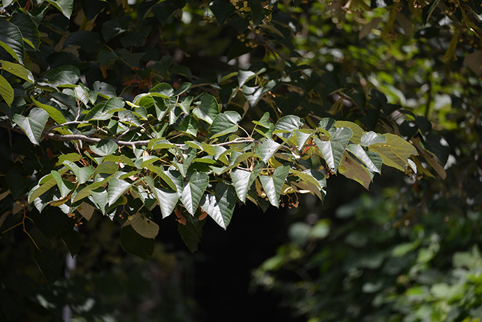 묘적사 보리수 잎사귀. 주수완
