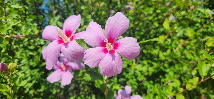 바다향기수목원 무궁화원에 피어있는 무궁화. 신연경기자