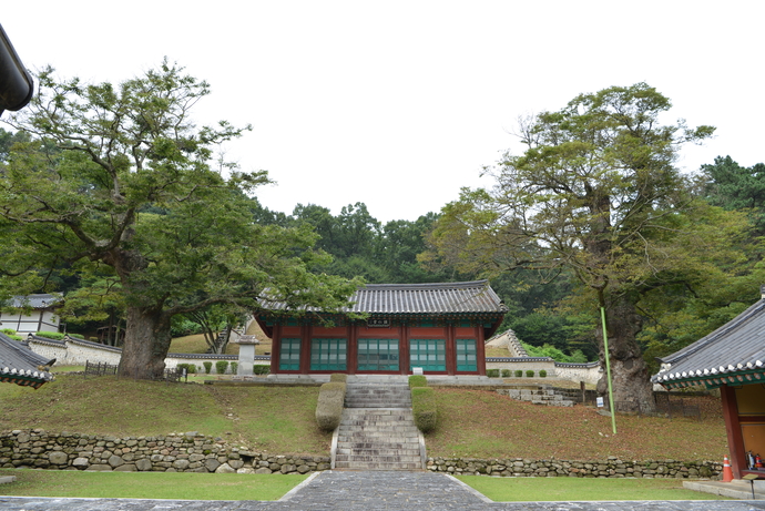 강인당 좌우의 아름드리 느티나무. 주수완