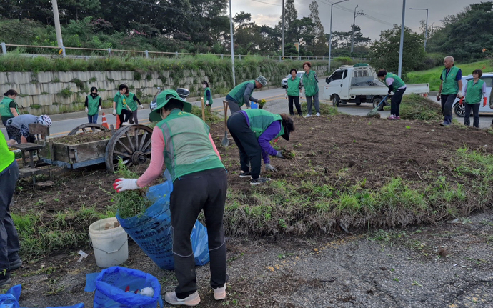 김포 고촌읍 새마을회 회원들이 주요 도로변 화단에 가을꽃을 식재하고 있다.사진=고촌읍