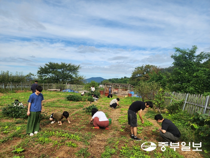 18일 오전 10시께 인천 강화군 산마을고등학교 3학년 학생들이 생태 농업 교육의 일환으로 배추밭에 풀을 뽑고 있다. 사진=최기주기자