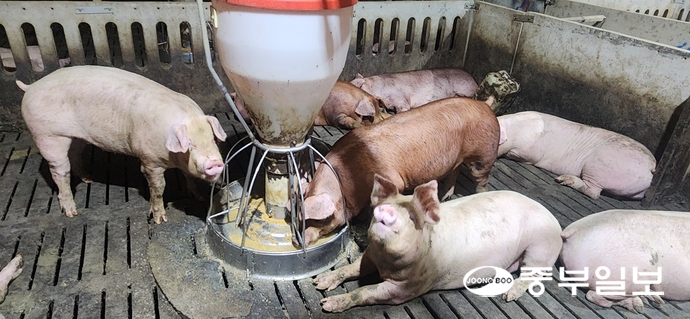 이솔농장 돈사 안의 돼지들이 밥을 먹는 모습. 신연경기자