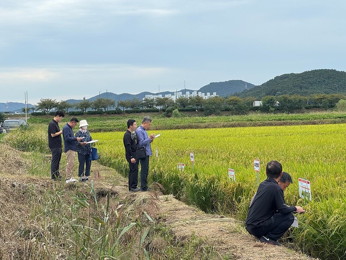 지역특화 벼 품종 선정을 위한 현장평가회 현장.사진=시흥시