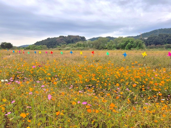 27, 28일 이틀간 축제가 펼쳐지는 대신면 당남리 남한강변 대신섬에 활짝 핀 코스모스와 바람개비가 아름다운 조화를 이루고 있다. 사진=여주시청