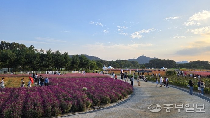 시민들이 나리공원에서 천일홍, 핑크뮬리 등을 감상하며 사진 촬영 등을 하고 있다. 사진=박홍기기자