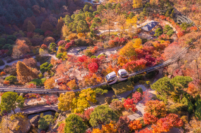 광주시 도척면 화담숲 일대에 형형색색으로 물든 단풍나무 사이로 모노레일이 지나가고 있다. 사진=곤지암리조트