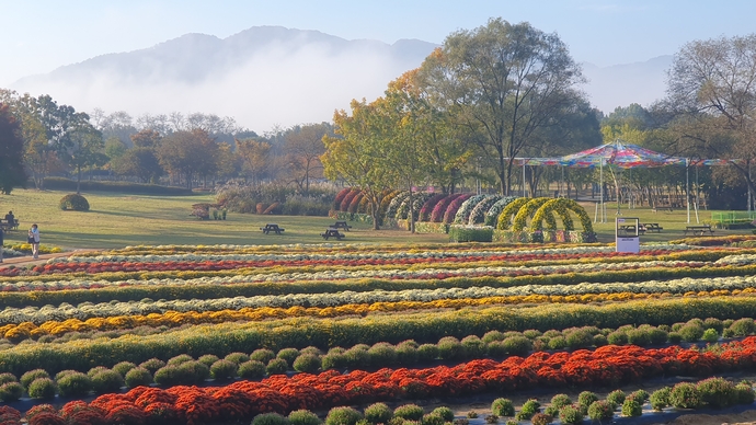 연천 국화축제 국화정원 전경 사진=연천군청
