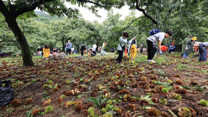 2024년 열린 과천시민 밤줍기 행사 모습.사진=과천시