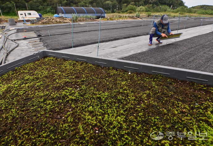 최근 ‘탄소꽃이끼’ 계약 재배에 뛰어들었다가 큰 손실을 보게 됐다고 주장하는 안산의 한 농장 모습. 임채운기자
