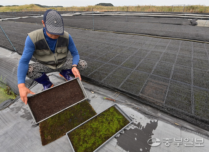 최근 ‘탄소꽃이끼’ 계약 재배에 뛰어들었다가 큰 손실을 보게 됐다고 주장하는 안산의 한 농장 모습. 임채운기자