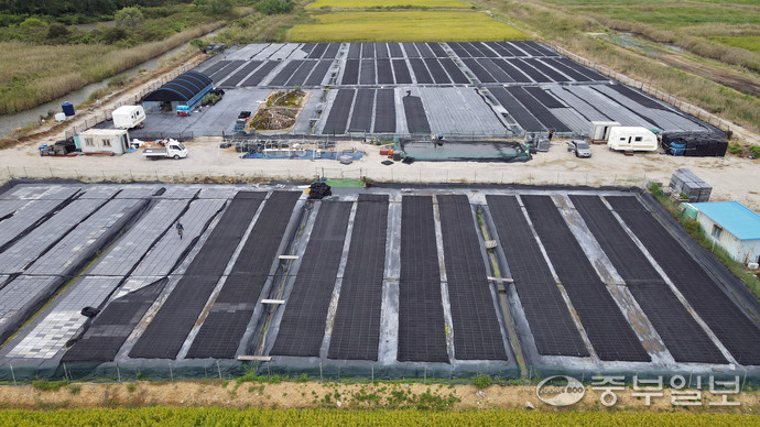 최근 ‘탄소꽃이끼’ 계약 재배에 뛰어들었다가 큰 손실을 보게 됐다고 주장하는 안산의 한 농장 모습. 임채운기자