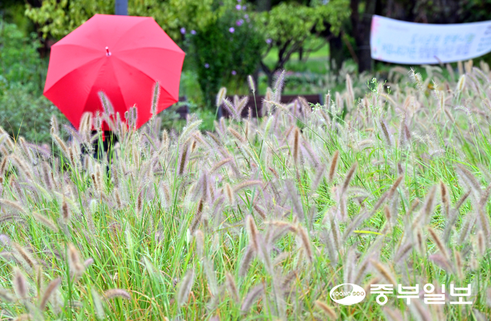 가을비가 내린 지난달 수원시 팔달구 서호꽃뫼공원에서 우산을 쓴 시민이 수크령 사이를 걷고 있다. 중부일보DB