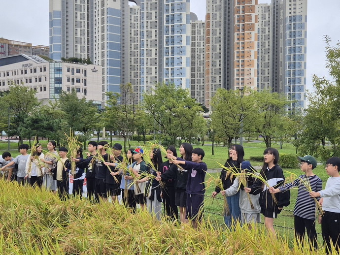 도심 속 ‘전래 벼 수확 체험’을 하고 있는 어린이들.사진=시흥시
