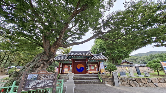 양주향교 500년 느티나무와 외삼문. 박찬희