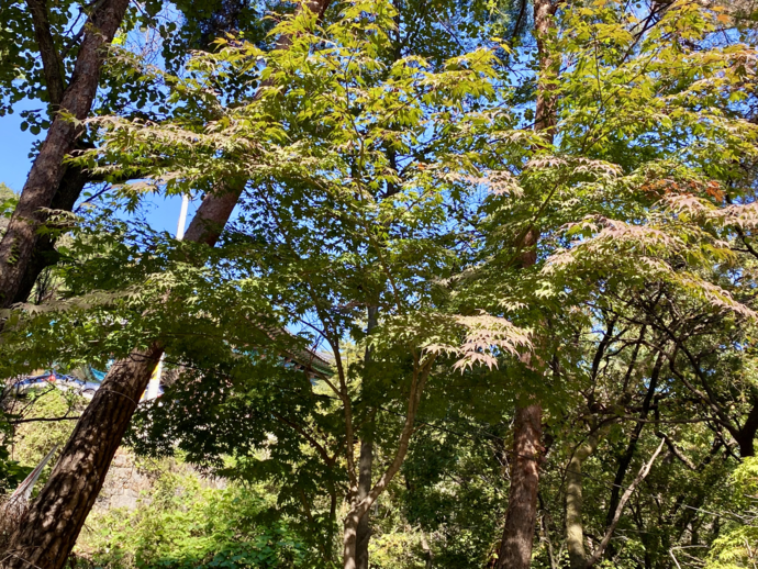 22일 북한산 삼성암 입구 우측 단풍나무. 사진=수도권기상청