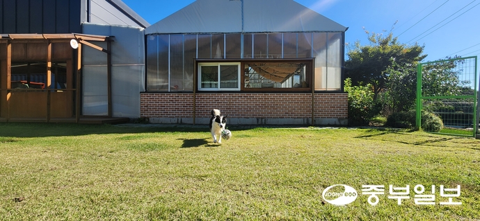 빵실이하우스에 마련된 천연잔디 운동장의 모습. 신연경기자