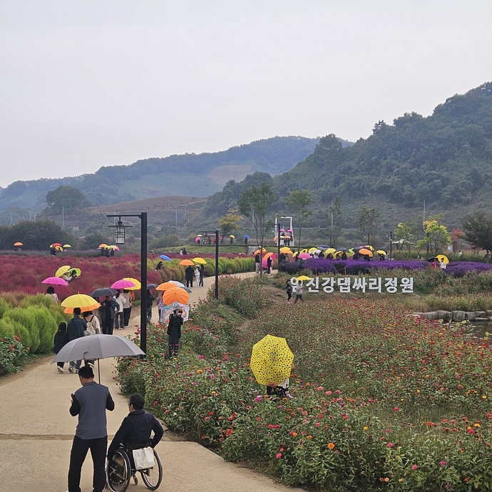 가을빛으로 물든 연천 임진강 댑싸리정원 전경.사진=연천군 제공