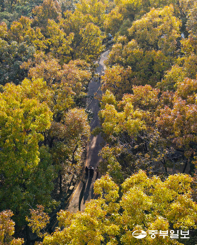 1967년 학술 목적으로 조성된 서울대 관악수목원이 ‘서울대 안양수목원’으로 명칭이 변경되면서 58년 만에 상시 개방됐다. 사진은 5일 오후 안양시 만안구 서울대 안양수목원의 모습. 임채운기자