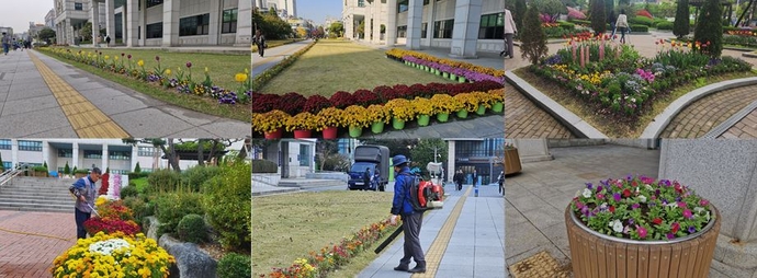 부천시청 화단 및 광장 주변에 활짝 핀 다양한 종류의 가을꽃. 사진=부천시청