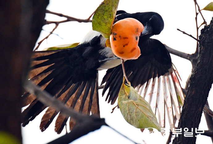 낮기온이 올라가며 늦가을 날씨를 보인 23일 오후 수원시 팔달구 행리단길 한 감나무에서 까치가 까치밥으로 남겨놓은 감을 먹고 있다. 김경민기자