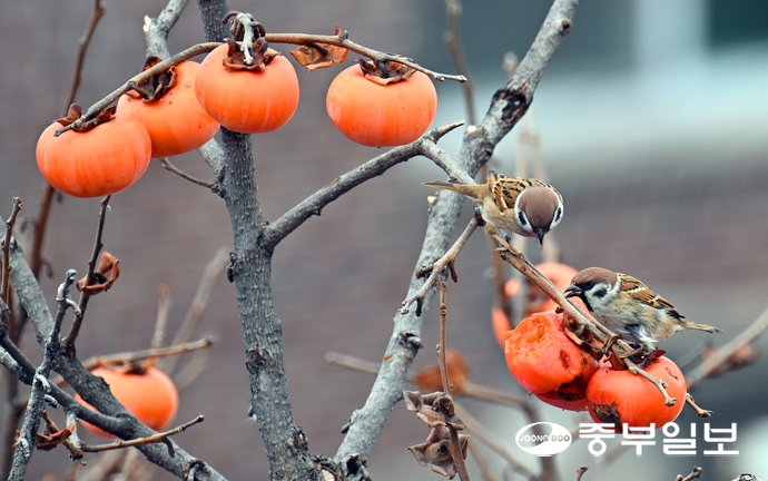 낮기온이 올라가며 늦가을 날씨를 보인 23일 오후 수원시 팔달구 행리단길 한 감나무에서 참새들이 까치밥으로 남겨놓은 감을 탐내고 있다. 김경민기자