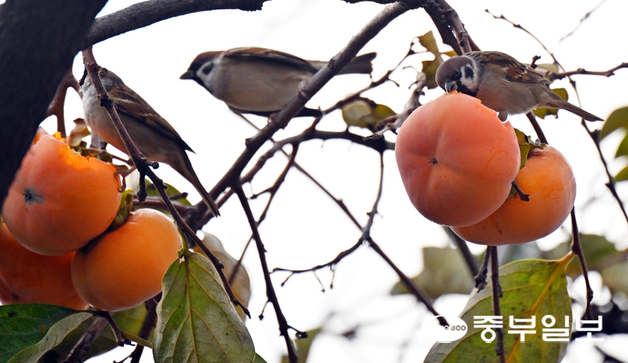 낮기온이 올라가며 늦가을 날씨를 보인 23일 오후 수원시 팔달구 행리단길 한 감나무에서 참새들이 까치밥으로 남겨놓은 감을 탐내고 있다. 김경민기자