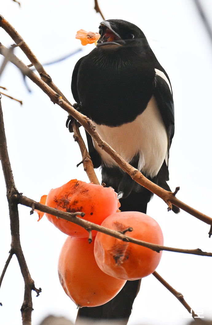 낮기온이 올라가며 늦가을 날씨를 보인 23일 오후 수원시 팔달구 행리단길 한 감나무에서 까치가 까치밥으로 남겨놓은 감을 먹고 있다. 김경민기자