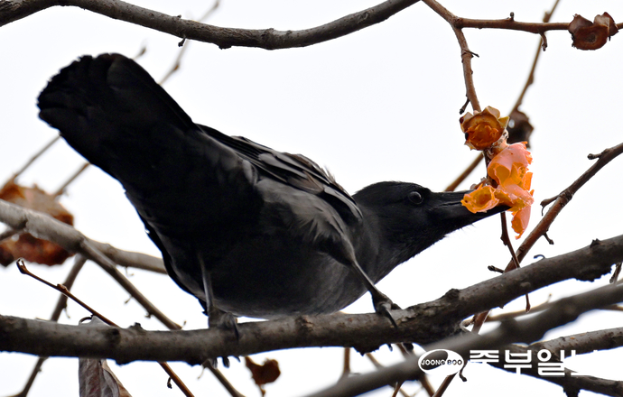 낮기온이 올라가며 늦가을 날씨를 보인 23일 오후 수원시 팔달구 행리단길 한 감나무에서 까마귀가 까치밥으로 남겨놓은 감을 먹고 있다. 김경민기자