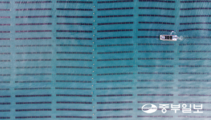 우수한 품질과 브랜드 가치에도 불구하고 ‘100% 경기도 김’ 상품화가 여러 현실적인 문제로 난항을 겪고 있는 가운데 지난 20일 오전 화성시 서신면 궁평항 인근 김 양식장에서 어민들이 김을 수확하고 있다. 임채운기자