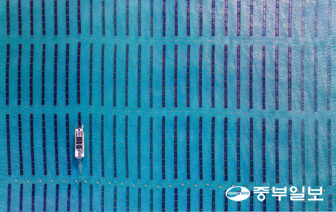 우수한 품질과 브랜드 가치에도 불구하고 ‘100% 경기도 김’ 상품화가 여러 현실적인 문제로 난항을 겪고 있는 가운데 지난 20일 오전 화성시 서신면 궁평항 인근 김 양식장에서 어민들이 김을 수확하고 있다. 임채운기자