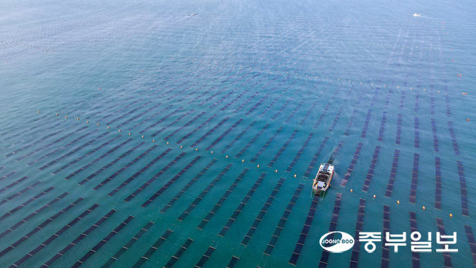 20일 오전 화성시 궁평항 인근 김 양식장에서 어민들이 김을 수확하고 있다. 임채운기자