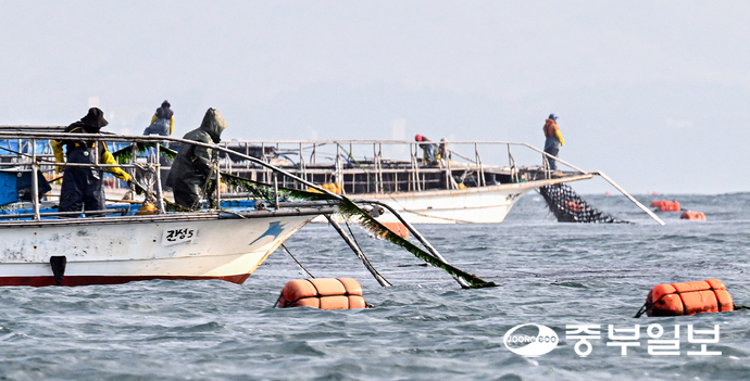20일 오전 화성시 궁평항 인근 김 양식장에서 어민들이 김을 수확하고 있다. 임채운기자